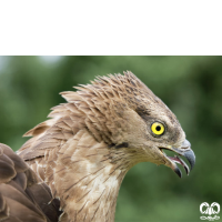 گونه عقاب مارخور Short-toed Eagle